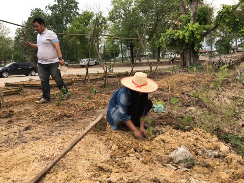 13. สำนักงาน กศน. จังหวัดกำแพงเพชรขับเคลื่อนแผนปฏิบัติการ 90 วัน ปลูกผักสวนครัว เพื่อสร้างความมั่นคงทางอาหารระดับจังหวัด